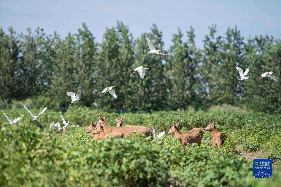 （新華全媒頭條·聚焦生物多樣性大會(huì)·圖文互動(dòng)）（9）攜手同行，開啟人類高質(zhì)量發(fā)展新征程——習(xí)近平主席在《生物多樣性公約》第十五次締約方大會(huì)領(lǐng)導(dǎo)人峰會(huì)上的主旨講話解讀